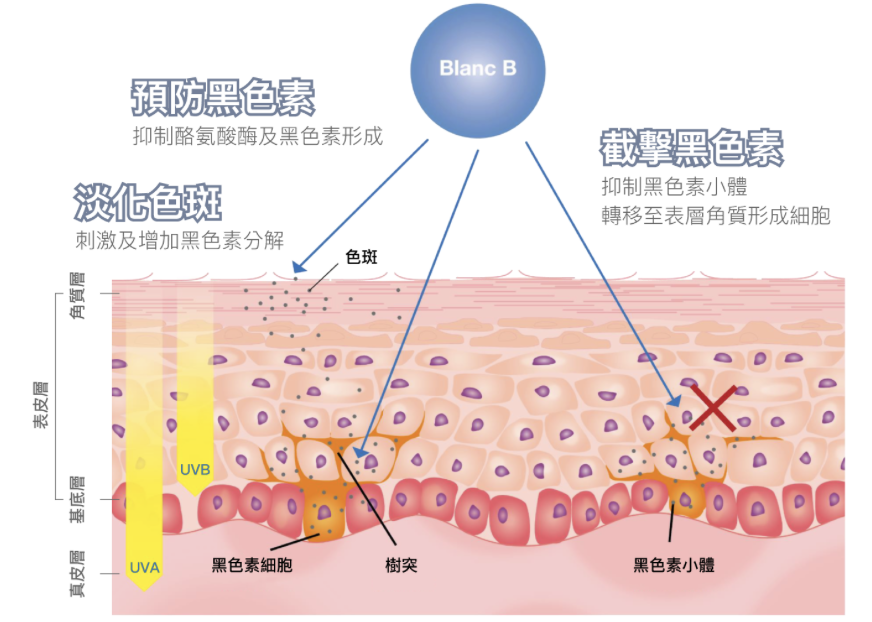 Blanc B 胜肽美白針 6 Initial Plus Medical Centre 卓優醫療診所 Blanc B 胜肽美白針原理
